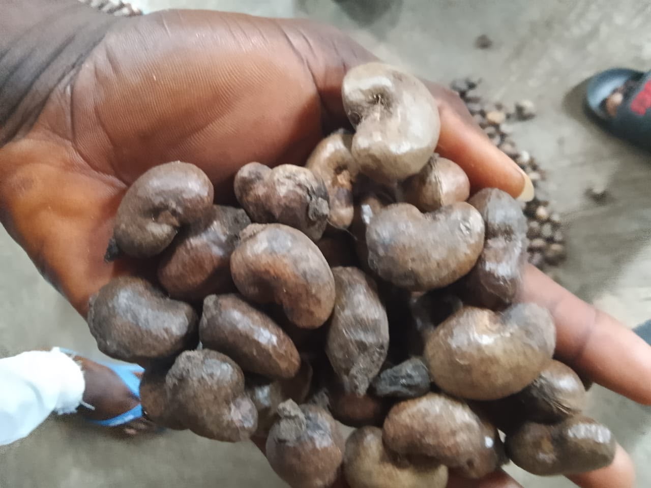 Cashew products for global supply chains