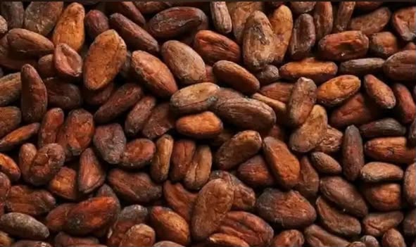 Cocoa from bean to processed product