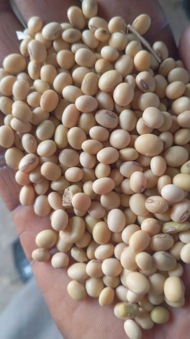 Shea sourced for diverse applications